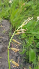 Dipcadi marlothii
