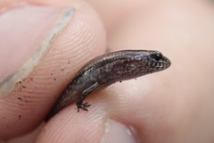 Calyptotis scutirostrum