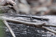 Cryptoblepharus pulcher