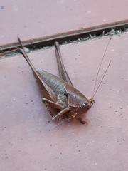 Thyreonotus corsicus