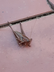 Thyreonotus corsicus