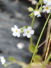 Myosotis stolonifera