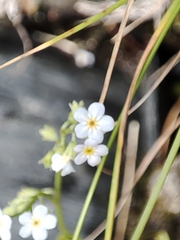 Myosotis stolonifera