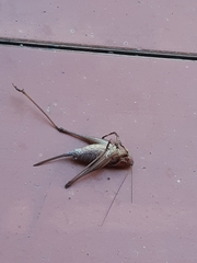 Thyreonotus corsicus