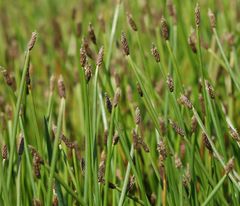 Eleocharis mamillata austriaca