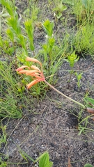 Cyrtanthus brachyscyphus