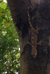 Gekko chinensis