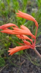 Cyrtanthus brachyscyphus