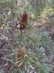 Banksia collina
