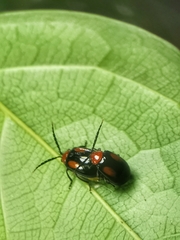 Arcastes biplagiata