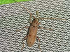 Eburia mutica