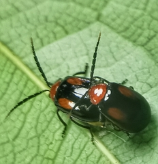 Arcastes biplagiata