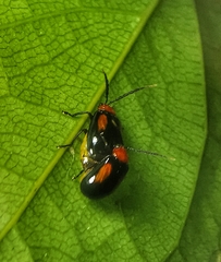 Arcastes biplagiata