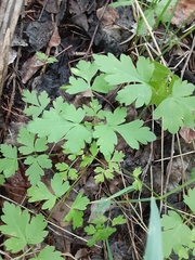 Aquilegia elegantula