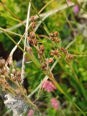 Juncus squarrosus