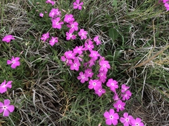 Phlox nana