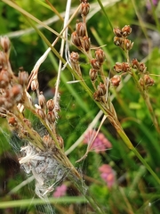 Juncus squarrosus