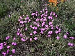 Phlox nana
