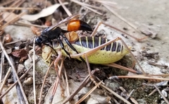 Palmodes occitanicus