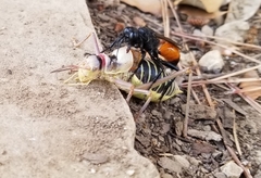 Palmodes occitanicus