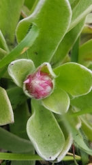 Helichrysum ecklonis
