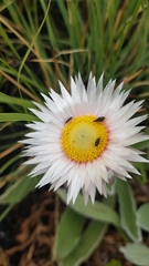 Helichrysum ecklonis