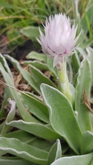 Helichrysum ecklonis
