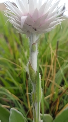 Helichrysum ecklonis