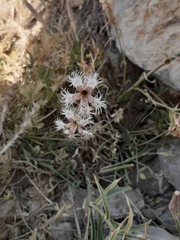 Dianthus libanotis