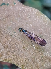 Ptecticus longipennis