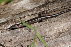 Cryptoblepharus pulcher