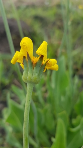 Image of Othonna natalensis by (c) Suvarna Parbhoo Mohan, some rights reserved (CC BY-SA)