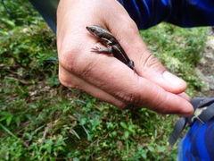 Pholidobolus vertebralis