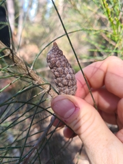 Allocasuarina distyla