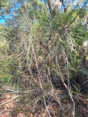 Allocasuarina distyla