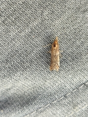 Ancylosis cinnamomella