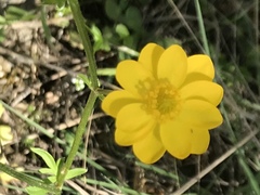 Ranunculus macranthus