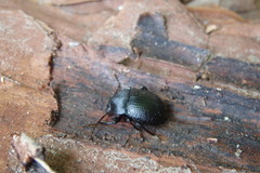 Accanthopus