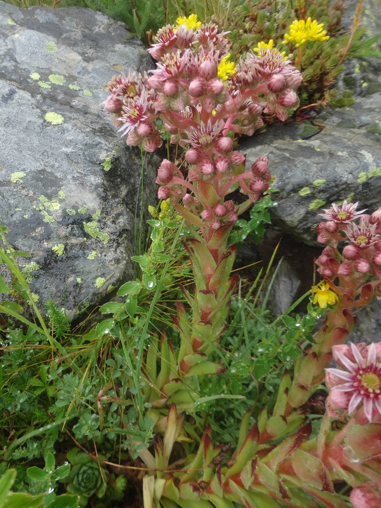 Sempervivum 'Purple Beauty' 3