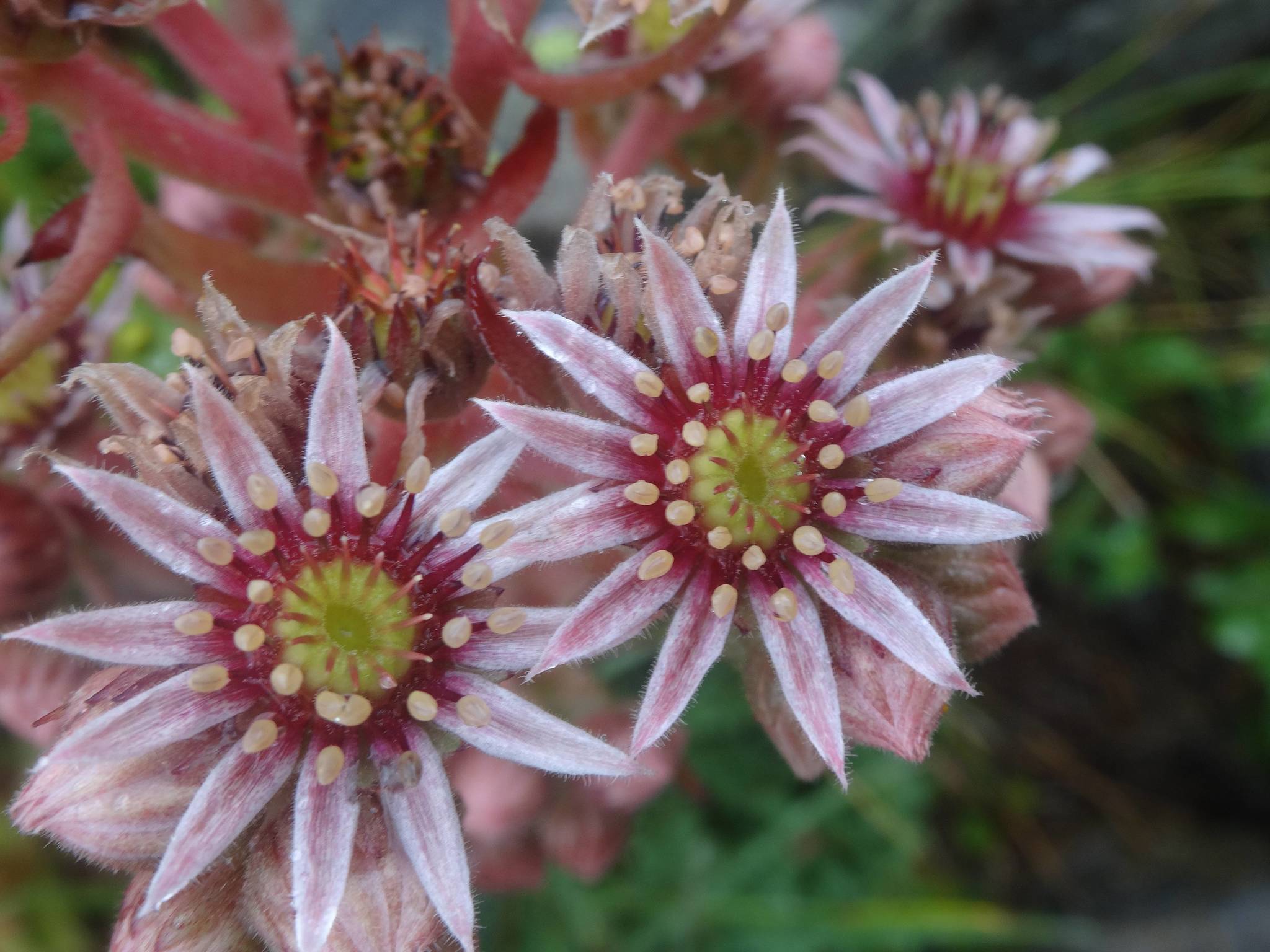 Sempervivum 'Purple Beauty' 2