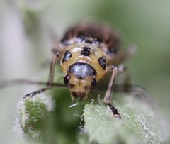 Trirhabda luteocincta