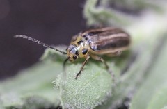 Trirhabda luteocincta