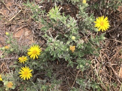 Heterotheca angustifolia