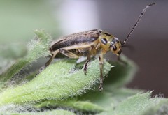 Trirhabda luteocincta