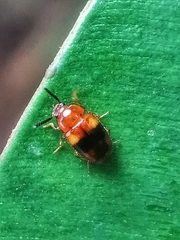 Spiloscapha nigrofasciata