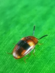 Spiloscapha nigrofasciata