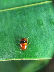 Spiloscapha nigrofasciata