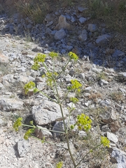 Ferulago trachycarpa