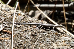 Cryptoblepharus pulcher