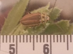 Trirhabda luteocincta